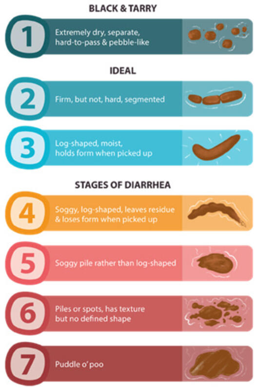 All About Dog Poop Dog Diarrhoea, Colour, and More Purina